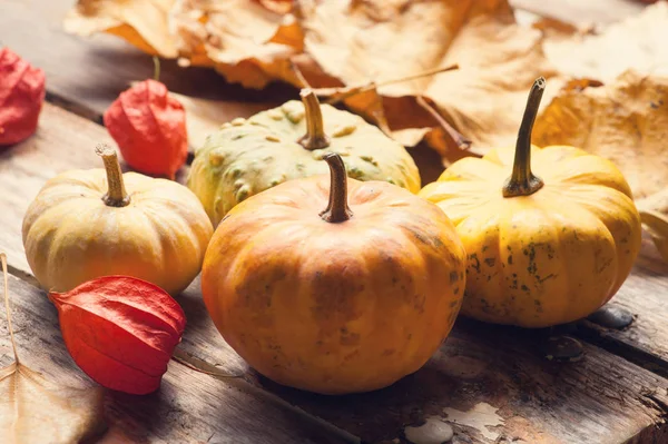 Herbstliche Kürbisse und Blätter — Stockfoto