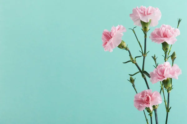 Claveles de color rosa sobre fondo verde menta — Foto de Stock