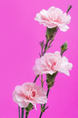 arka plan üzerinde pembe karanfil