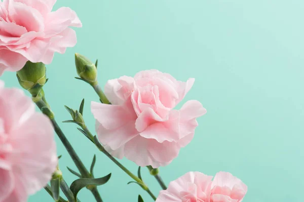Ροζ γαρίφαλα σε φόντο πράσινο-μέντα — Φωτογραφία Αρχείου