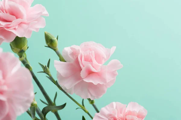 Claveles de color rosa sobre fondo verde menta —  Fotos de Stock