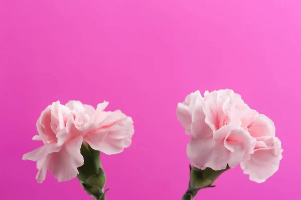 Ροζ γαρίφαλα σε φόντο — Φωτογραφία Αρχείου