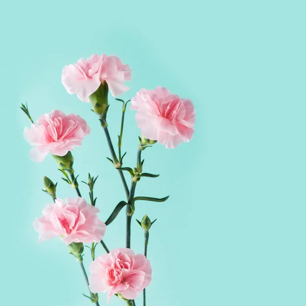 Ροζ γαρίφαλα σε φόντο πράσινο-μέντα — Φωτογραφία Αρχείου