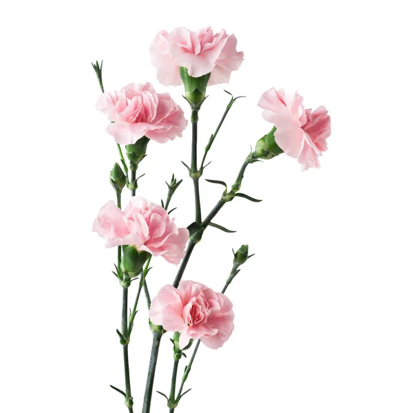Růžové karafiáty izolované na bílém — Stock fotografie