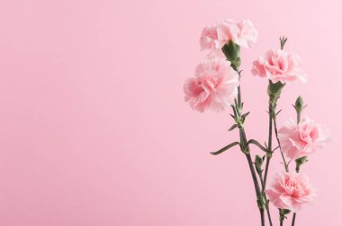 arka plan üzerinde pembe karanfil