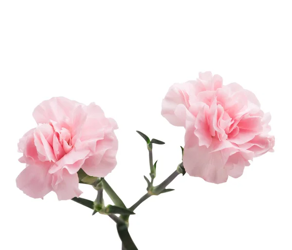 Œillets roses isolés sur blanc — Photo