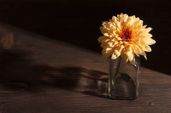 Yellow chrysanthemum in harsh sun light — Stock Photo, Image