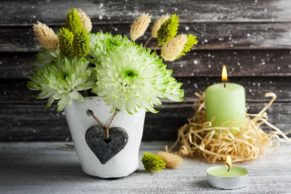 Зеленая хризантема в глиняном горшке — стоковое фото