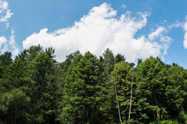 Parlak mavi gökyüzünün altındaki ağaç tepeleri