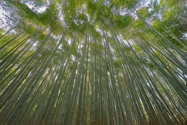 Bella Scanalatura Bambù Arashiyama Kyoto Giappone — Foto Stock