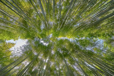 Güzel Arashiyama bambu Groove Kyoto, Japonya
