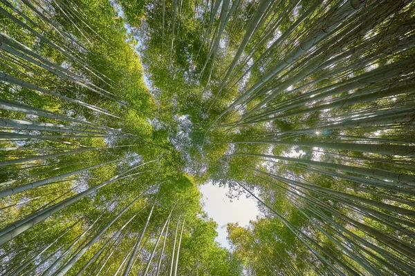 Güzel Arashiyama bambu Groove Kyoto, Japonya                        