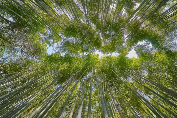 Güzel Arashiyama bambu Groove Kyoto, Japonya