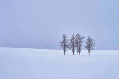 Güzel çam ağaçları, 