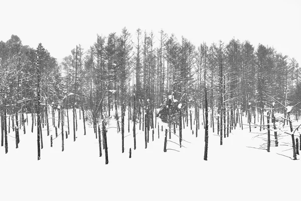 Çam ağaçlarının Biei şehir, Hokkaido, Japonya'nın mavi su birikintisi gölde izole.