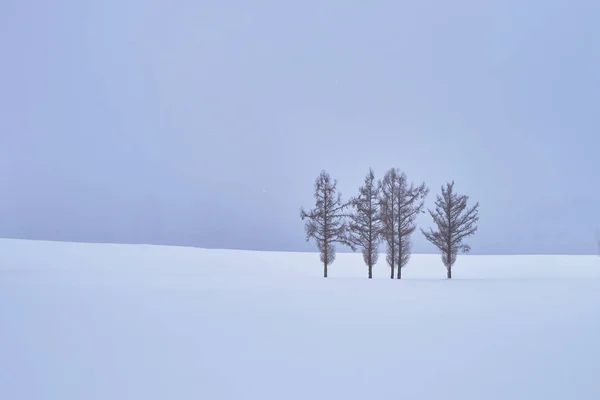 Hermosos Pinos Suaves Siete Colinas Largo Carretera Patchwork Invierno Ciudad — Foto de Stock