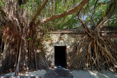 Banyan ağaçlarının büyük asma kökü eski Tait & Co Merchant House, eski bir depoda Tayvan tarihi sergiler featuring popüler site bina kapalı.