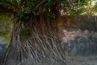 Banyan ağaçlarının büyük asma kökü eski Tait & Co Merchant House, eski bir depoda Tayvan tarihi sergiler featuring popüler site bina kapalı.