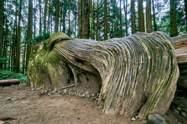 Tayvan'da Alishan ormanda Dev ağacın Güzel yeşil sahne.
