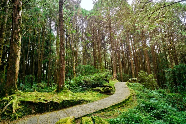 Beau Paysage Vert Arbre Géant Dans Forêt Alishan Taiwan — Photo