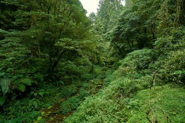 Tayvan'da Alishan ormanda Dev ağacın Güzel yeşil sahne.