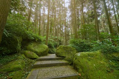 Nantou Lugu, Tayvan Xitou Doğa Eğitim Alanı Xitou orman Güzel yeşil sahne.