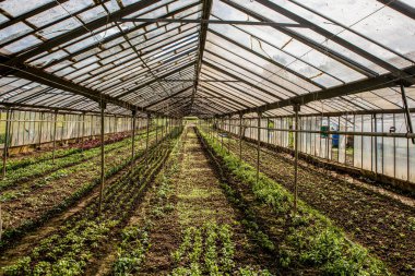 Bitkilerle dolu bir sera. İsviçre 'de serada sebze yetiştirme.