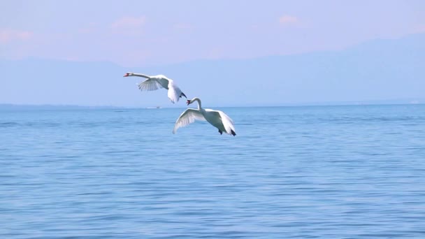 Cisne mudo Cygnus color alas extendidas ampliamente abierto y aterrizaje sobre el agua . — Vídeos de Stock