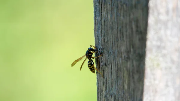 Wespe auf Holz. Eine Wespen-Gelbjacke europäisch auf Holz mit grünem Hintergrund. — Stockfoto