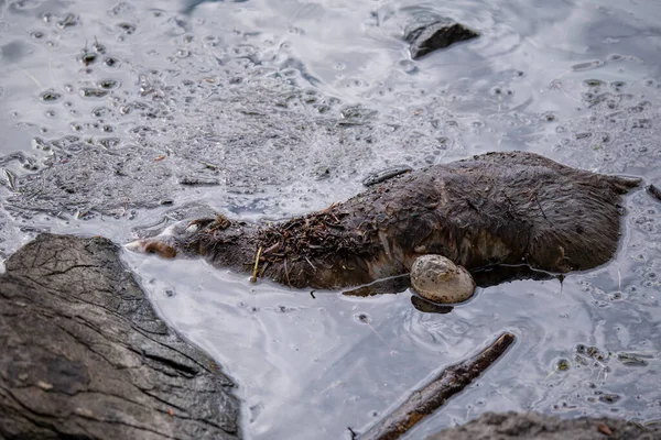 Un animal muerto en agua contaminada. Contaminación y medio ambiente . —  Fotos de Stock