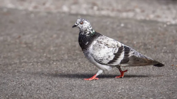 Un pigeon marche par terre. Colombe tachetée, pigeon de roche ou pigeon commun à l'aspect drôle. — Photo