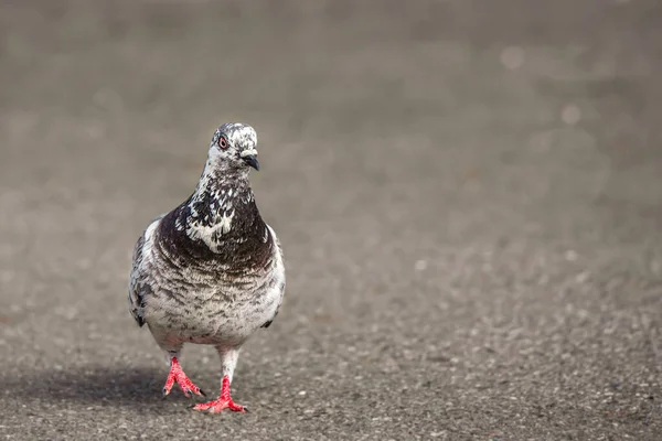 Un pigeon marche par terre. Colombe tachetée, pigeon de roche ou pigeon commun à l'aspect drôle. — Photo