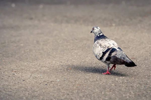 Un pigeon marche par terre. Vue arrière de la colombe tachetée, du pigeon de roche ou du pigeon commun avec un aspect drôle. — Photo