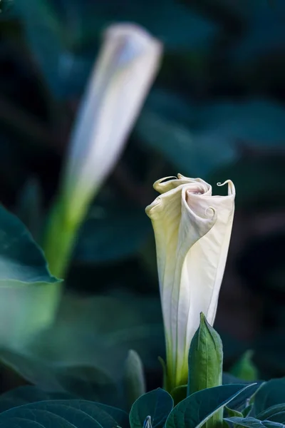 Datura stramonium. Manzana espinosa. Jimsonweed. Jimmy Weed. lazo de demonios. primer plano de una flor blanca . — Foto de Stock