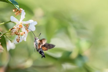 Çiçek üzerindeki sinekkuşu güvesi. Uzun hortumunu nektar toplamak için hazırlarken, çiçeğin üzerinde süzülen Macroglossum stellatarum. Bulanık arkaplan.