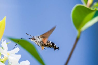 Çiçek üzerindeki sinekkuşu güvesi. Uzun hortumunu nektar toplamak için hazırlarken, çiçeğin üzerinde süzülen Macroglossum stellatarum. Bulanık arkaplan.