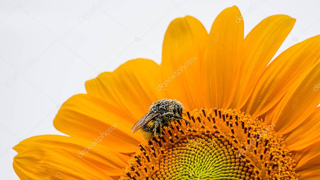 Bumblebee on sunflower with white background. One bumble bee. bumble-bee. humble-bee on Helianthus in Switzerland.
