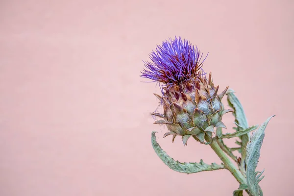 Purple thistle flower. One isolated purple cirsium with pink background. Thistles. plume thistles. — Stock Photo, Image