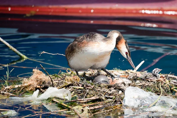 Podiceps cristatus con nido e uova. Allevamento grande grebe crestato circondato da lettiera di plastica al molo. Catastrofe ecologica. Concetto di inquinamento. — Foto Stock