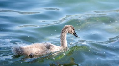Bir dilsiz kuğu (Cygnus olor) İsviçre Cenevre Gölü 'nde suda yüzüyor..