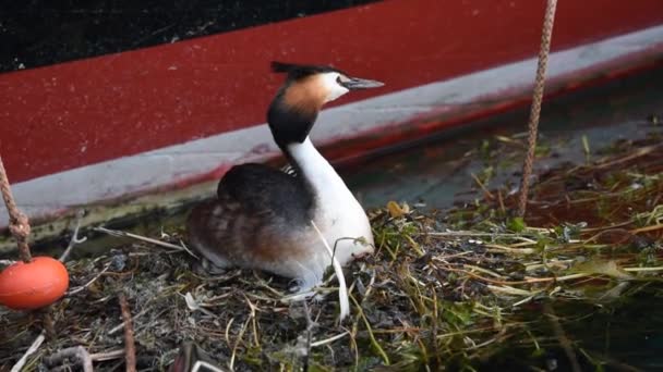 Um adulto grande grebe crista chocando ovos no ninho e carregando filhote na parte de trás. Cristatus bonito podiceps . — Vídeo de Stock