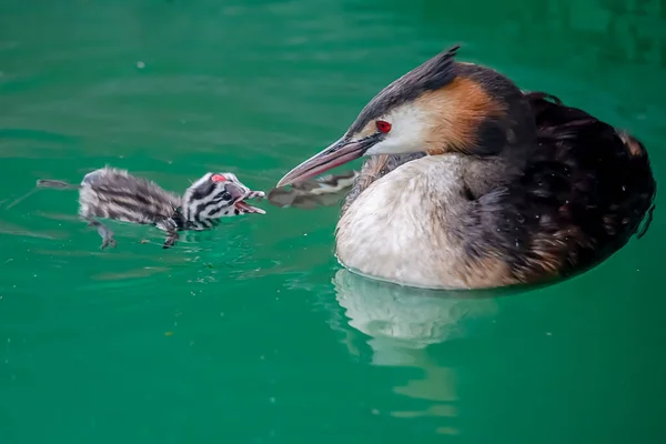 Grand Grèbe Crête Podiceps Cristatus Avec Les Jeunes Nagent Dans — Photo