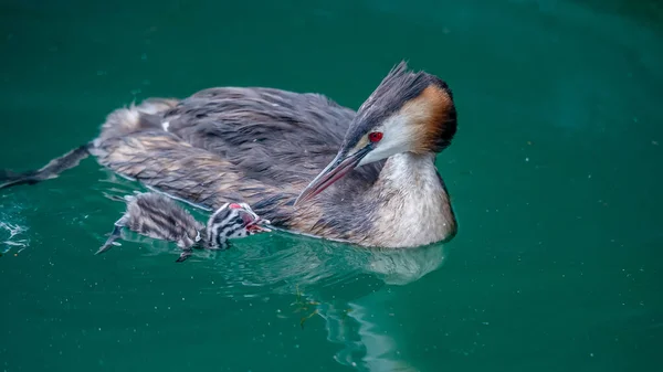 Grande Grebe Crestato Podiceps Cristatus Con Pulcino Stanno Nuotando Nel — Foto Stock