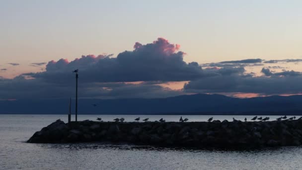 Zonsondergang boven het meer. Zeemeeuw zittend bij zonsondergang. Een groep zwarthoofdige meeuwen die in de zomer op rotsen staan. Chroicocephalus ridibundus. Meer van Genève, Zwitserland. — Stockvideo