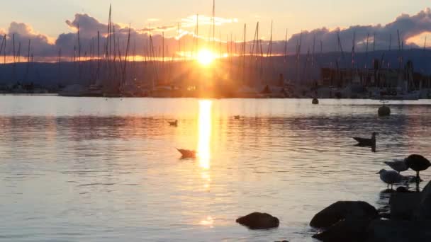 Pôr do sol sobre o lago. Gaivota e galinhas empoleiradas ao pôr-do-sol. Gaivotas de cabeça preta e galinhas comuns em pé sobre rochas e nadando no verão. Chroicocephalus ridibundus. Lago de Genebra, Suíça. — Vídeo de Stock