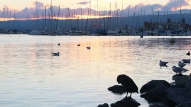 Gölün üzerinde gün batımı. Gün batımında tüneyen martılar ve ördekler. Siyah başlı martılar yüzüyor ve sıska ördekler yazın tüy temizliyor. Kroicocephalus ridibundus. Cenevre Gölü, İsviçre.