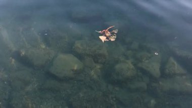 Suya düşen yapraklar. Böcekler uçar ve balıklar güneşli bir günde suyun altında yüzerler..