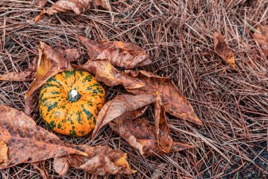Doğada yere düşen yapraklarla süslü balkabağı dekoru. Hasat ve sonbahar konsepti.