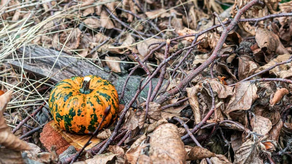 Doğada yere düşen yapraklarla süslü balkabağı dekoru. Hasat ve sonbahar konsepti.