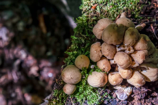 Мікроскоп Копрінеллуса Група Грибів Або Підсмажених Лісі Природі — стокове фото
